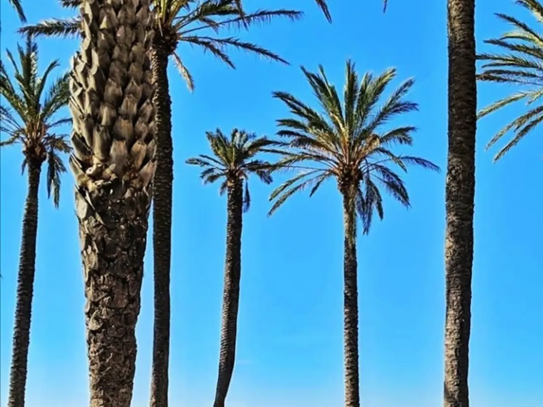 Location de Vacances Roses 263