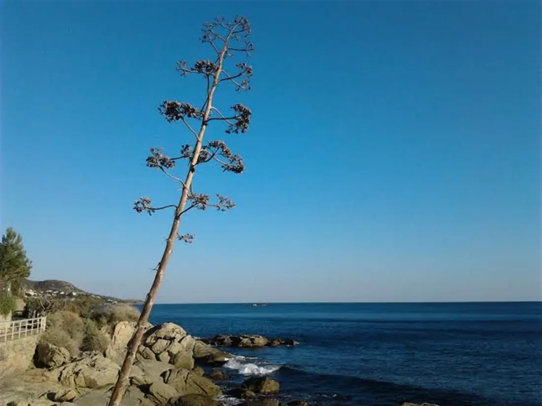 Location de Vacances Roses 782