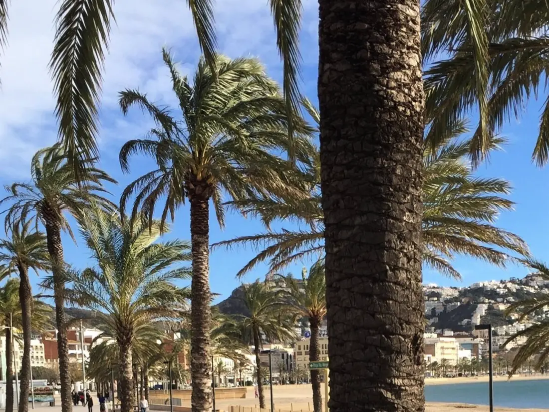 Location de Vacances Roses 704
