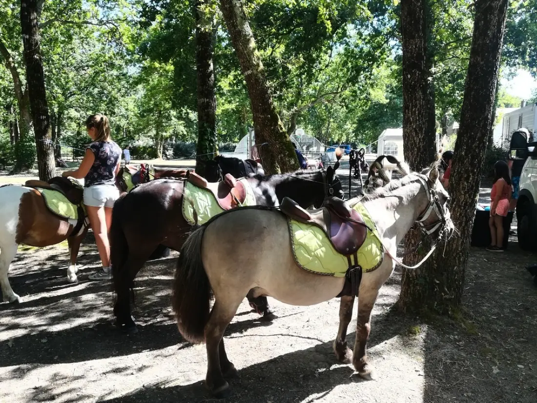 Camping Les Chèvrefeuilles 4 étoiles★★★★