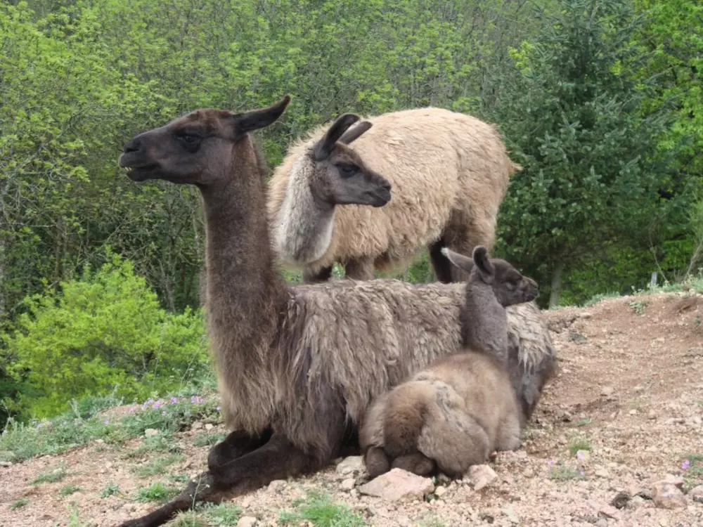 Maison de Vacances SAINT-ANDRE-D'APCHON
