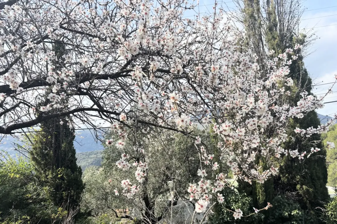 La Bergerie Des Oliviers - Calme Et Vue Mer