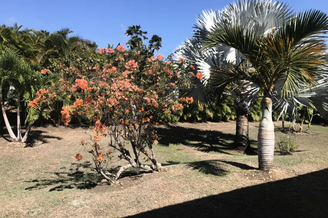Villa Arbre Du Voyageur