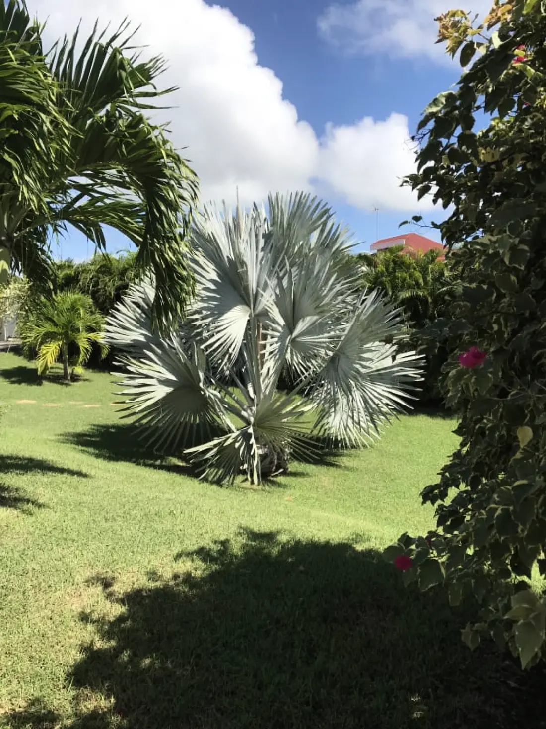 Villa Arbre Du Voyageur