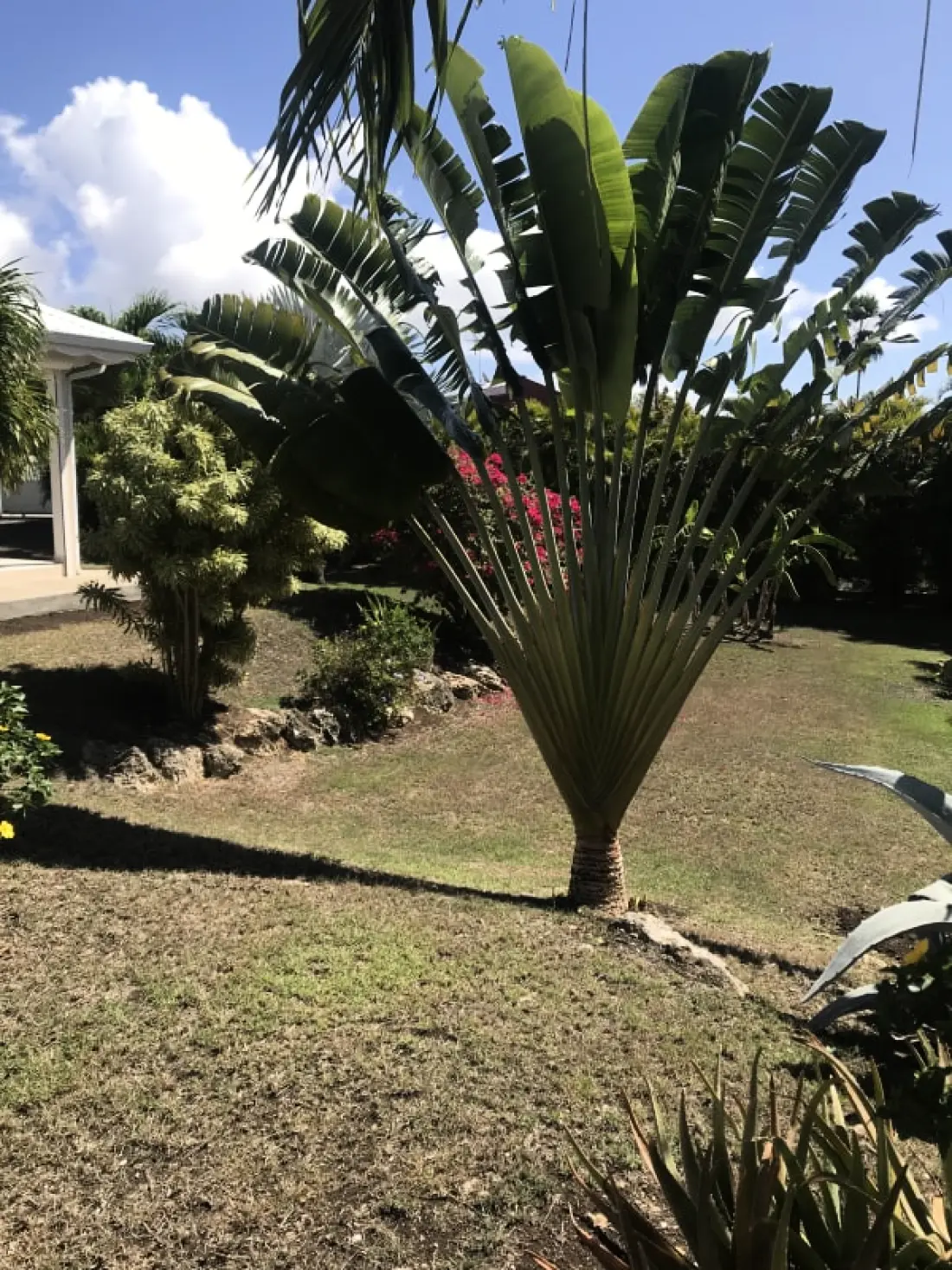 Villa Arbre Du Voyageur
