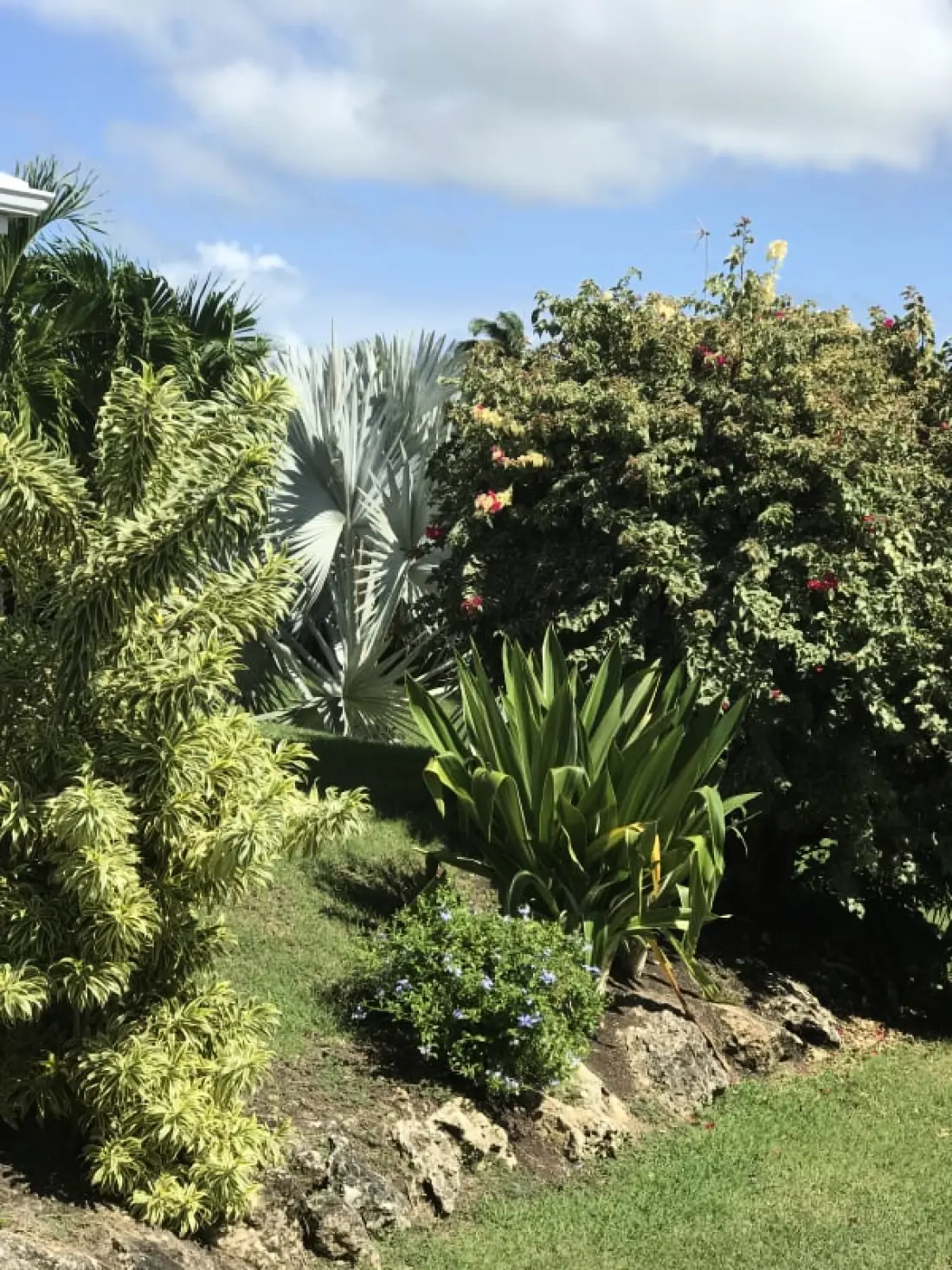 Villa Arbre Du Voyageur
