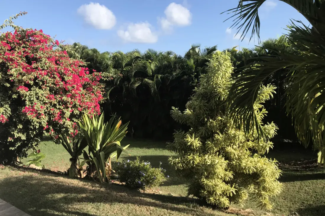Villa Arbre Du Voyageur