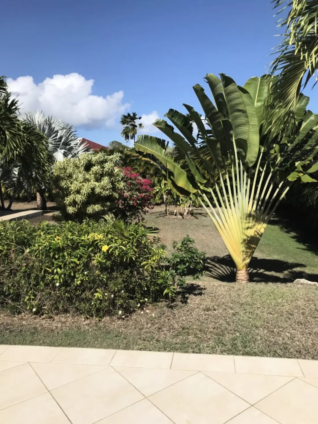 Villa Arbre Du Voyageur