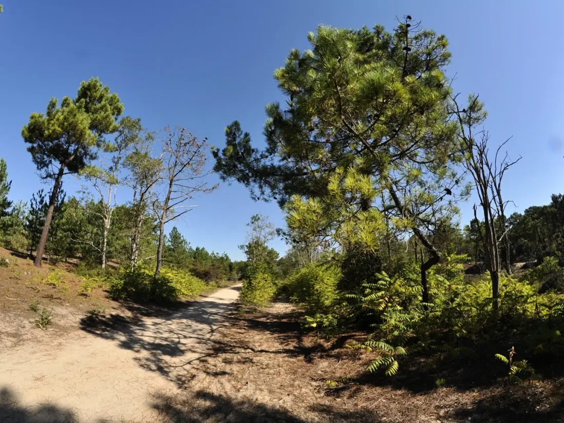 Location de Vacances Saint-Hilaire-de-Riez 558