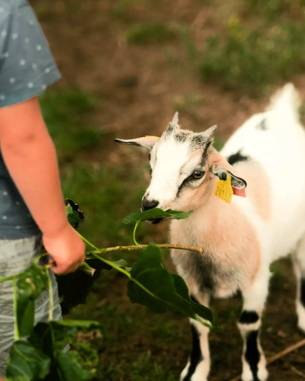 Ushuaïa Villages - Camping la Conge 3 étoiles★★★