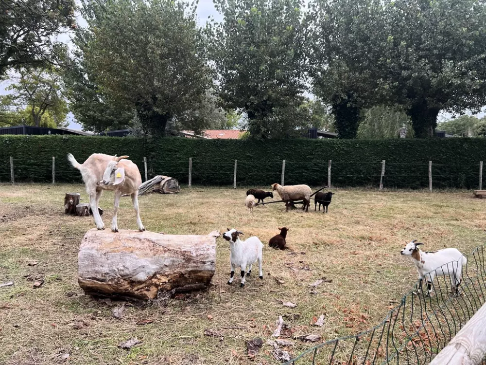 Camping La Davière Plage 41 étoiles★