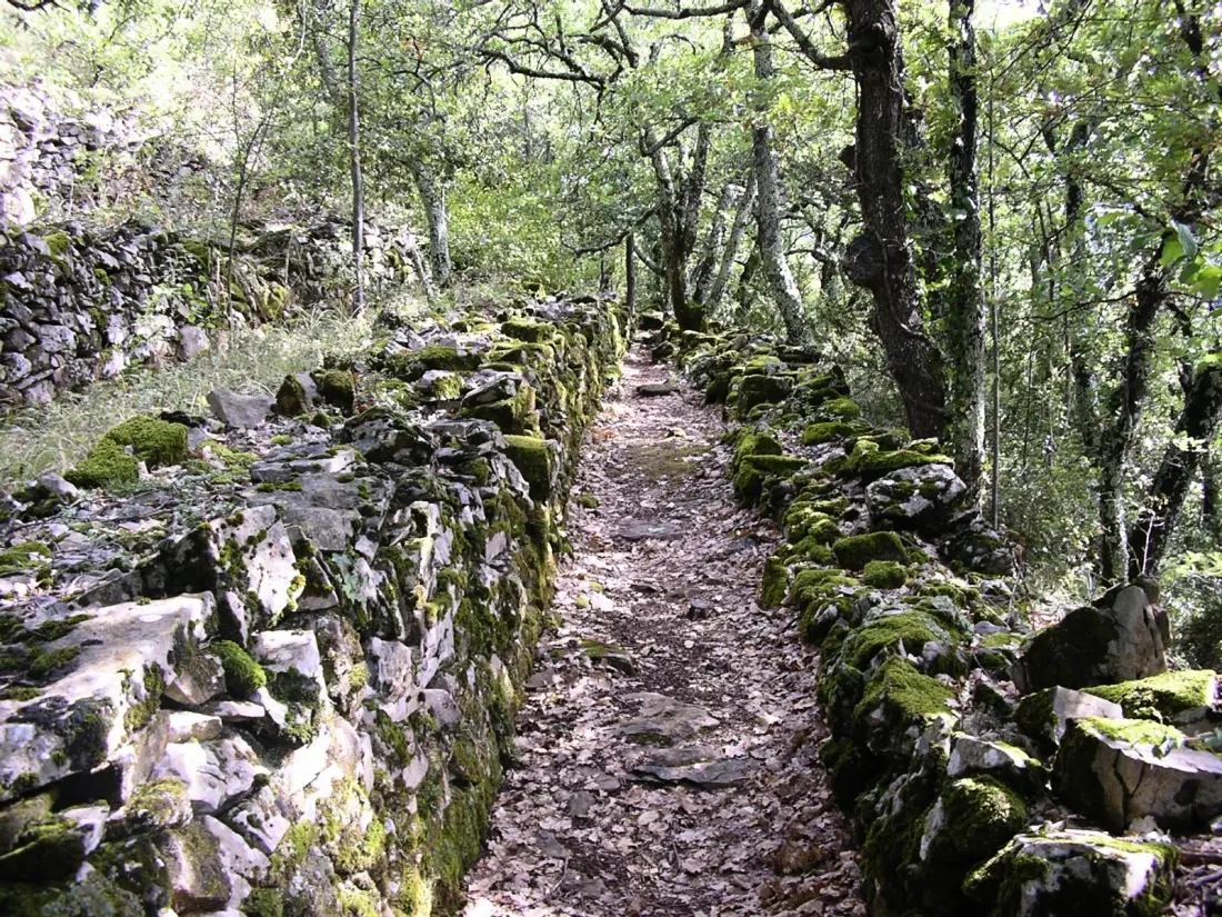 Camping L'Orée des Cévennes 2 étoiles★★