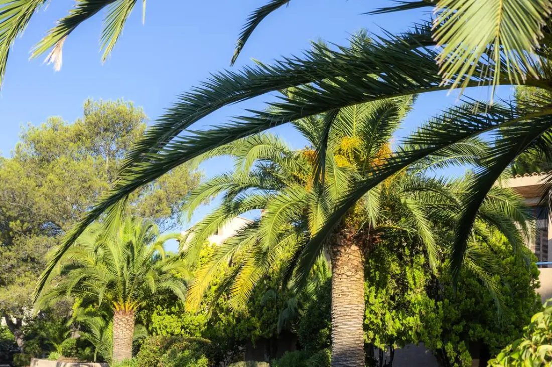 Résidence Goélia Les Jardins d'Azur