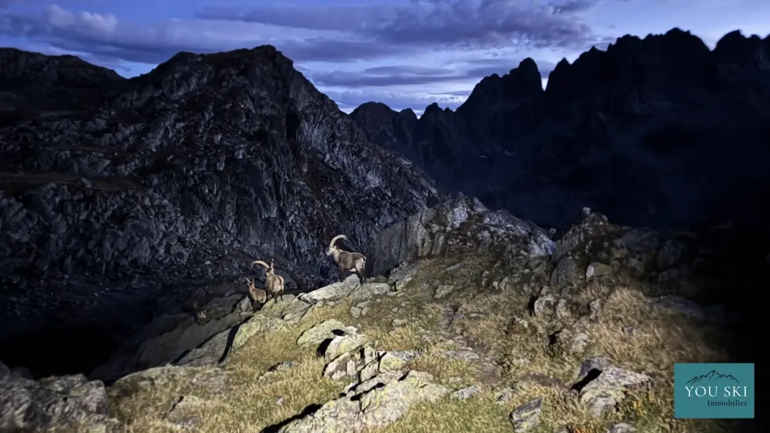 Résidence Le Chamois