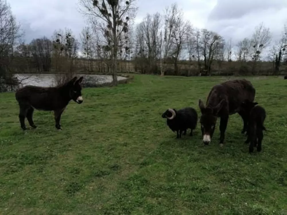 Camping Les Rulières 3 étoiles★★★