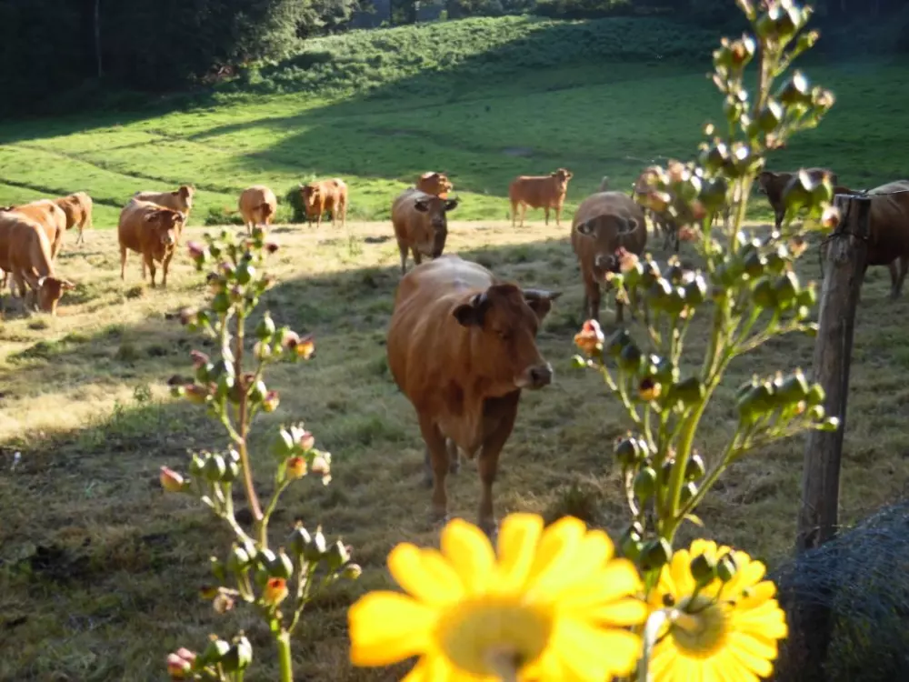Gîte de France à Saint-Yrieix-le-Déjalat 3 épis