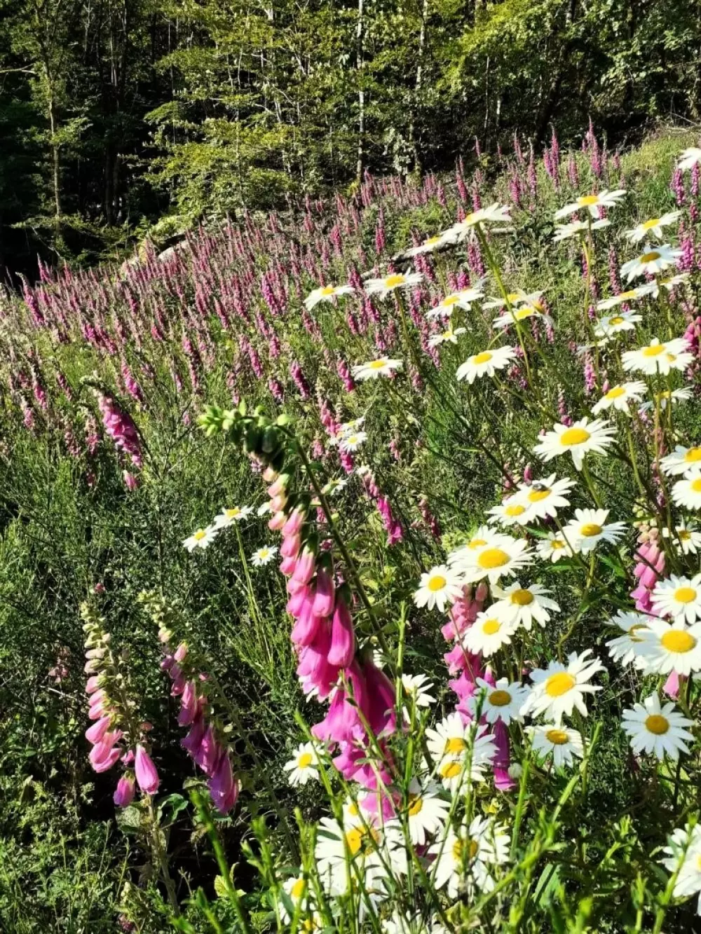 Gîte de France à Saint-Yrieix-le-Déjalat 3 épis