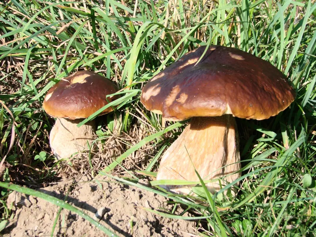 Gîte de France Gite de chouvert  "francois" 3 épis