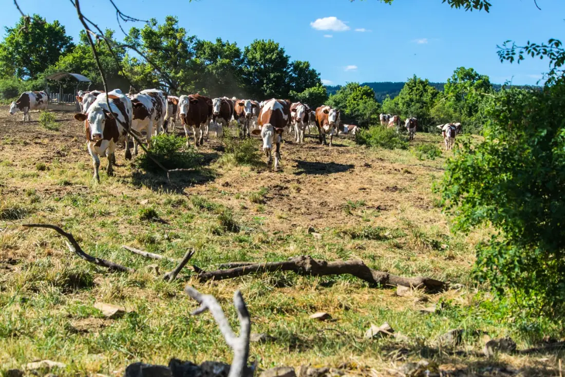 Gîte de France L'etable de pierre 4 épis