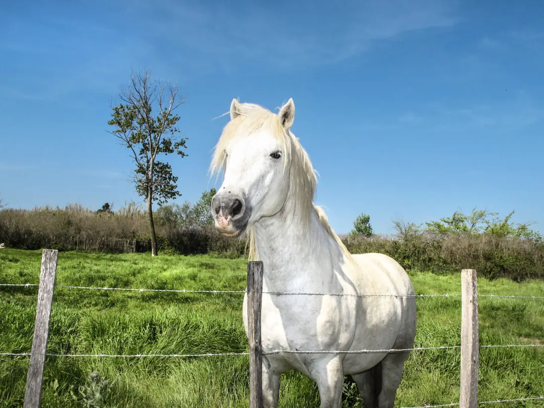 Résidence Le Soleil Camarguais