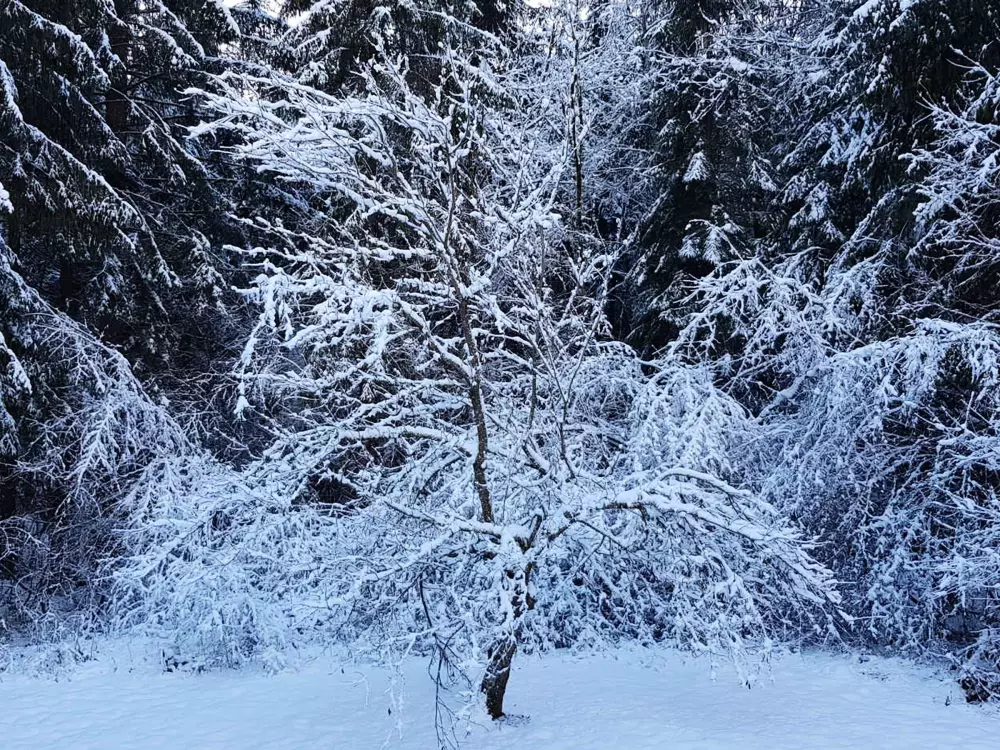 Location de Vacances Samoëns 271