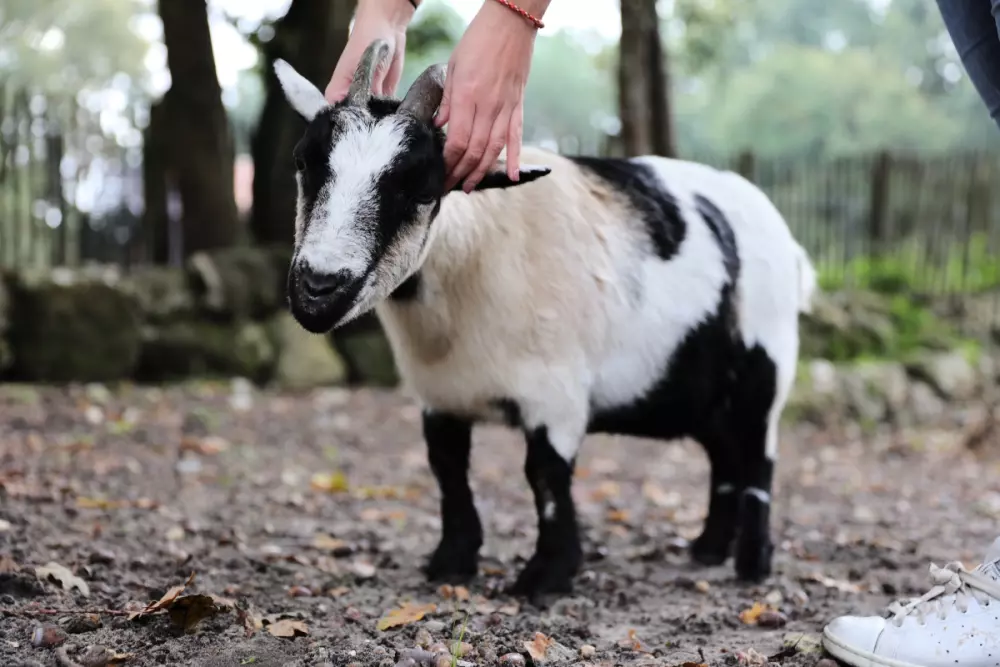 Camping Domaine Les Oréades 5 étoiles★★★★★