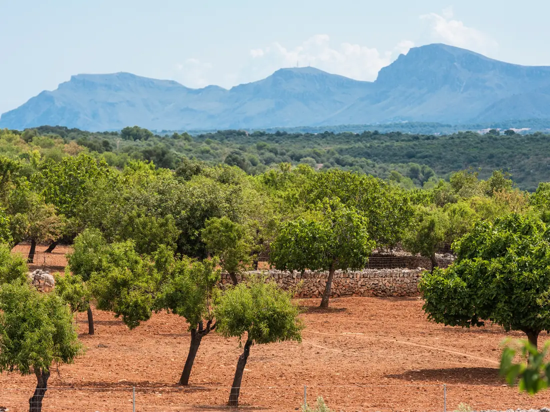 Maison de Vacances Santa Margalida 21