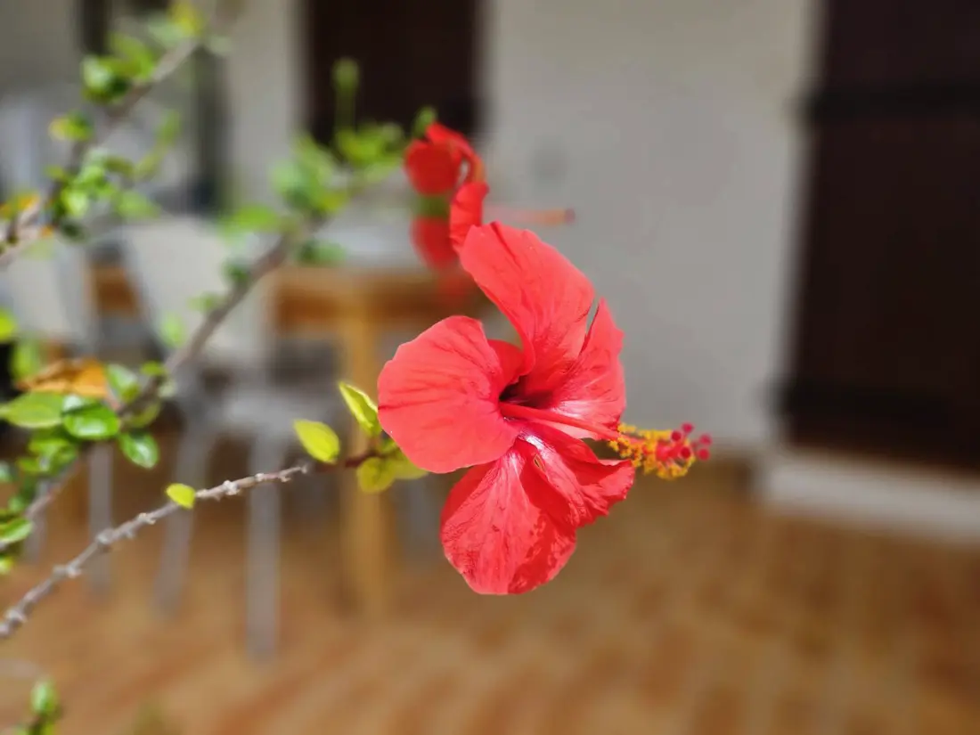 Location de Vacances Sari-Solenzara-Favone 75
