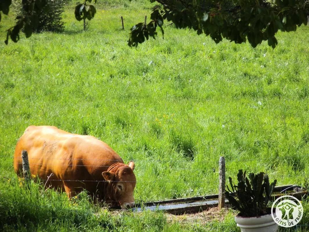 Gîte de France Chez dédé et léa 3 épis