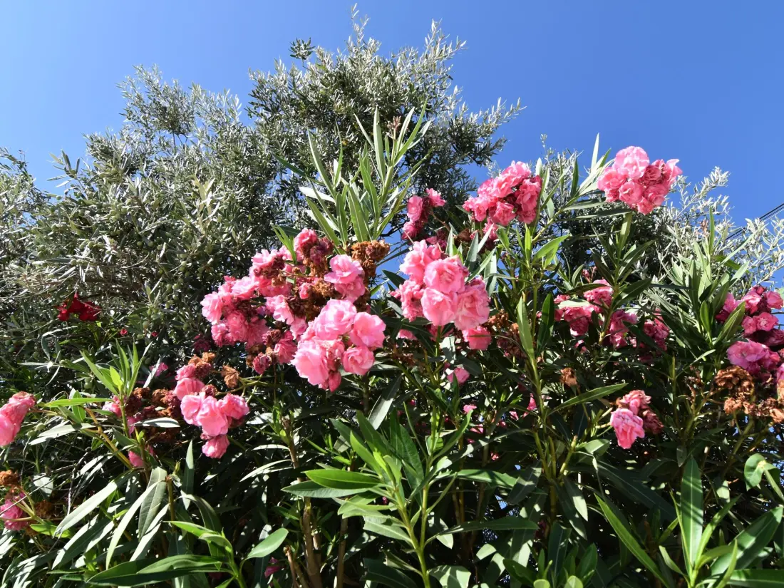 Maison de Vacances Sayalonga 12
