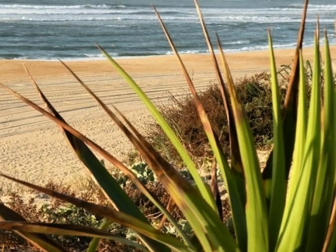 Location de Vacances Seignosse 272