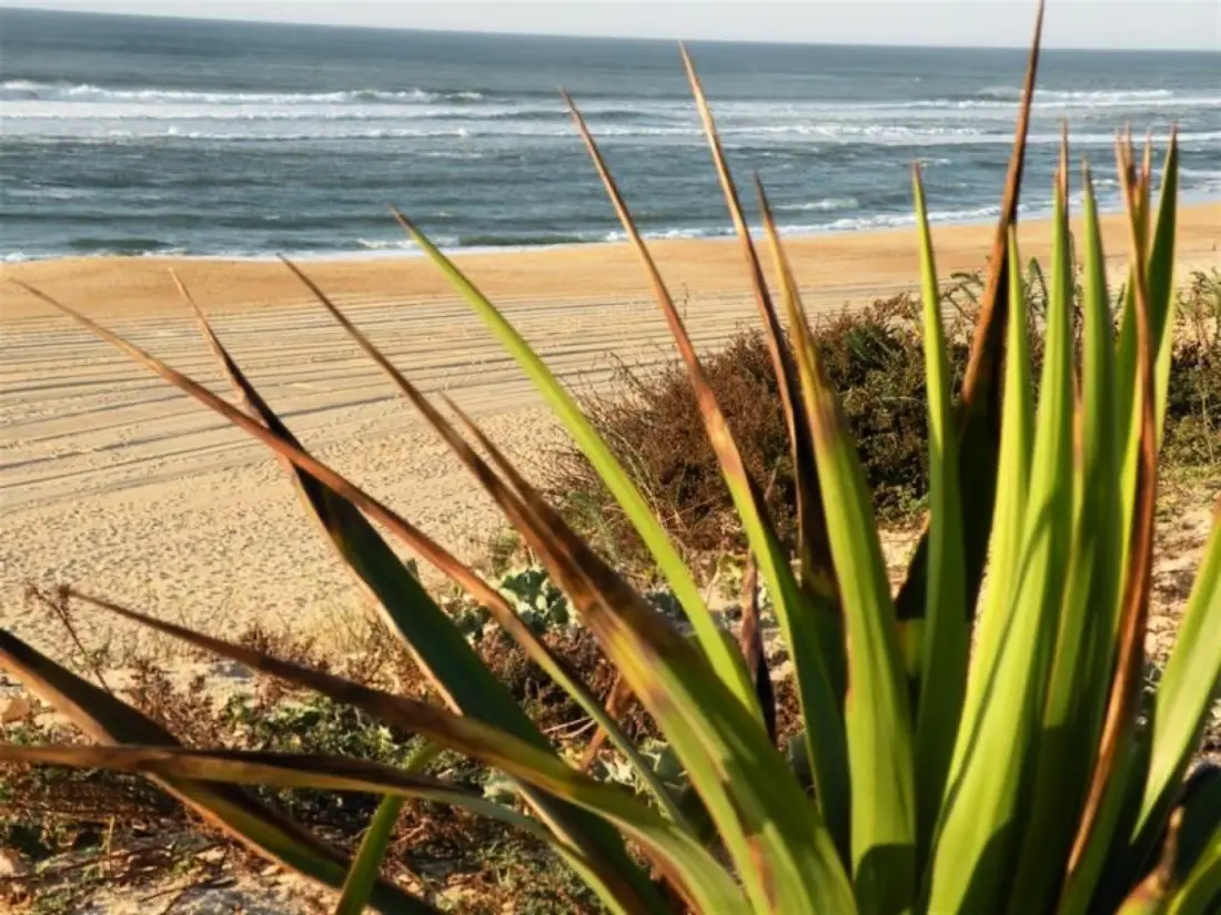 Location de Vacances Seignosse 62