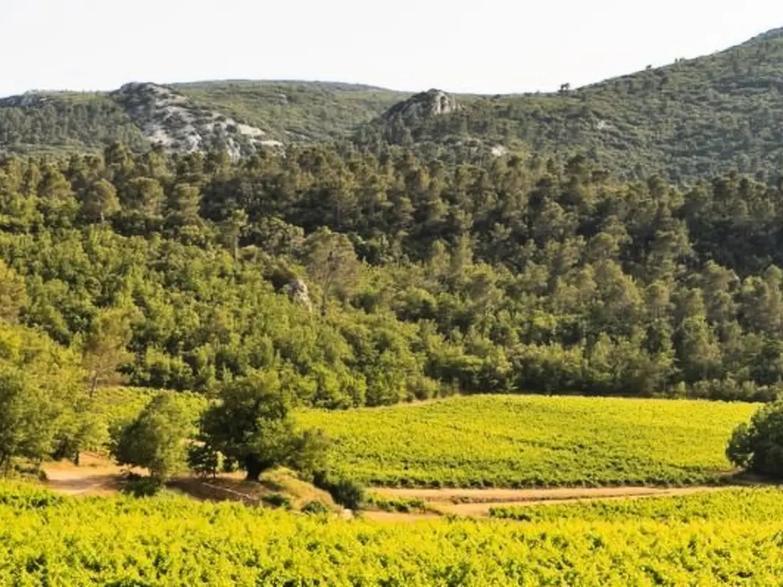 Résidence Gemütliches Studio inmitten von Weinbergen und Olivenbäumen
