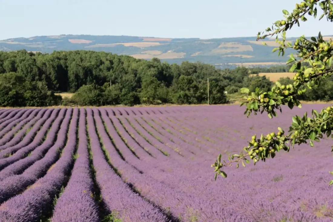 Mas La Miellerie | Charme Authentique Et Nature