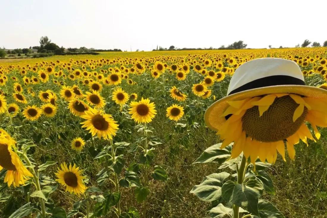 Mas La Miellerie | Charme Authentique Et Nature