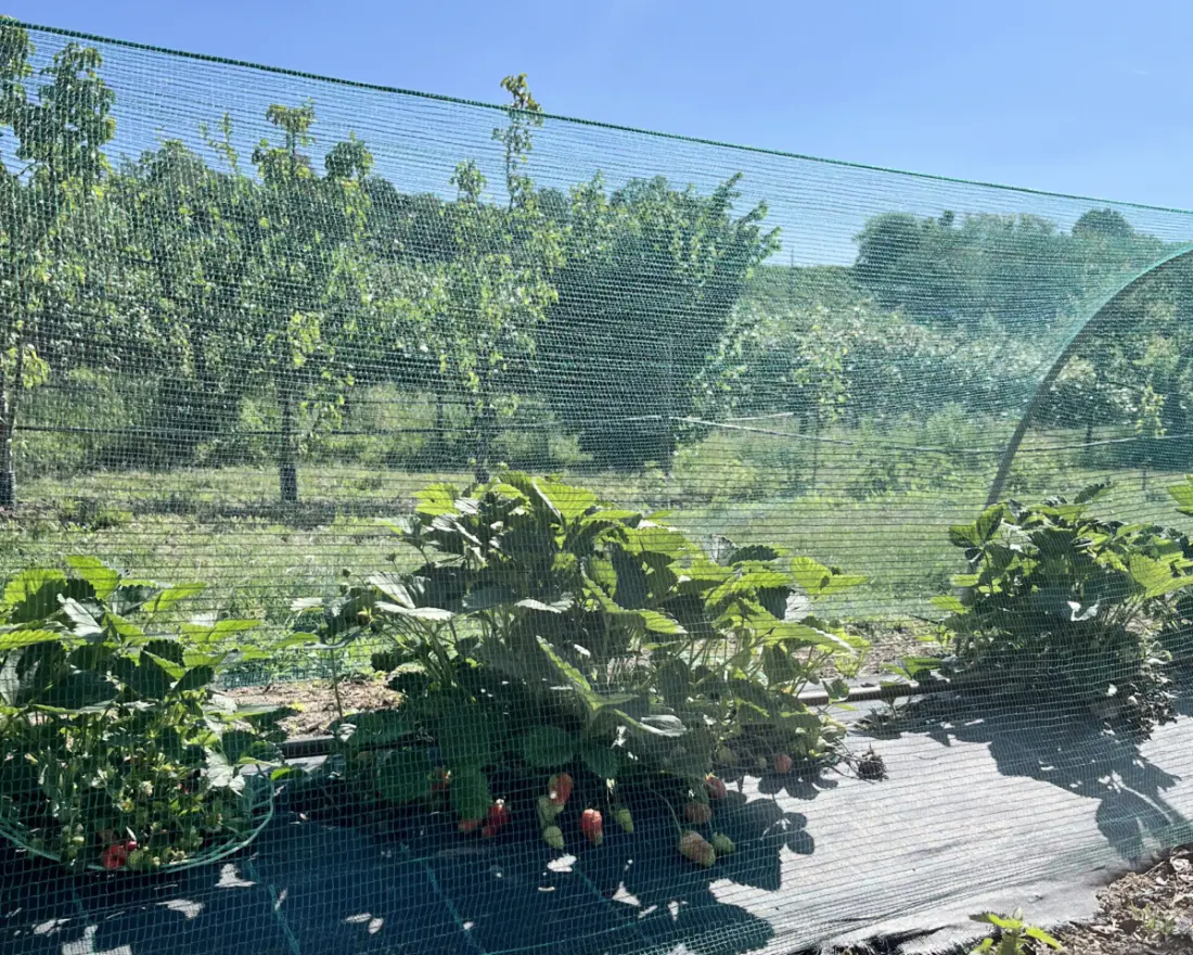 Agriturismo Le Sorgive e Le Volpi (Vodatent)