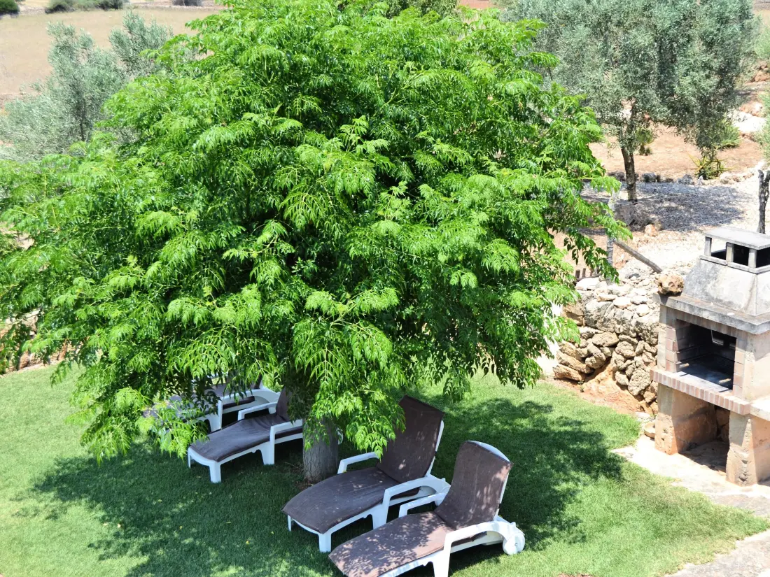 Maison de Vacances Son Serra de Marina 37