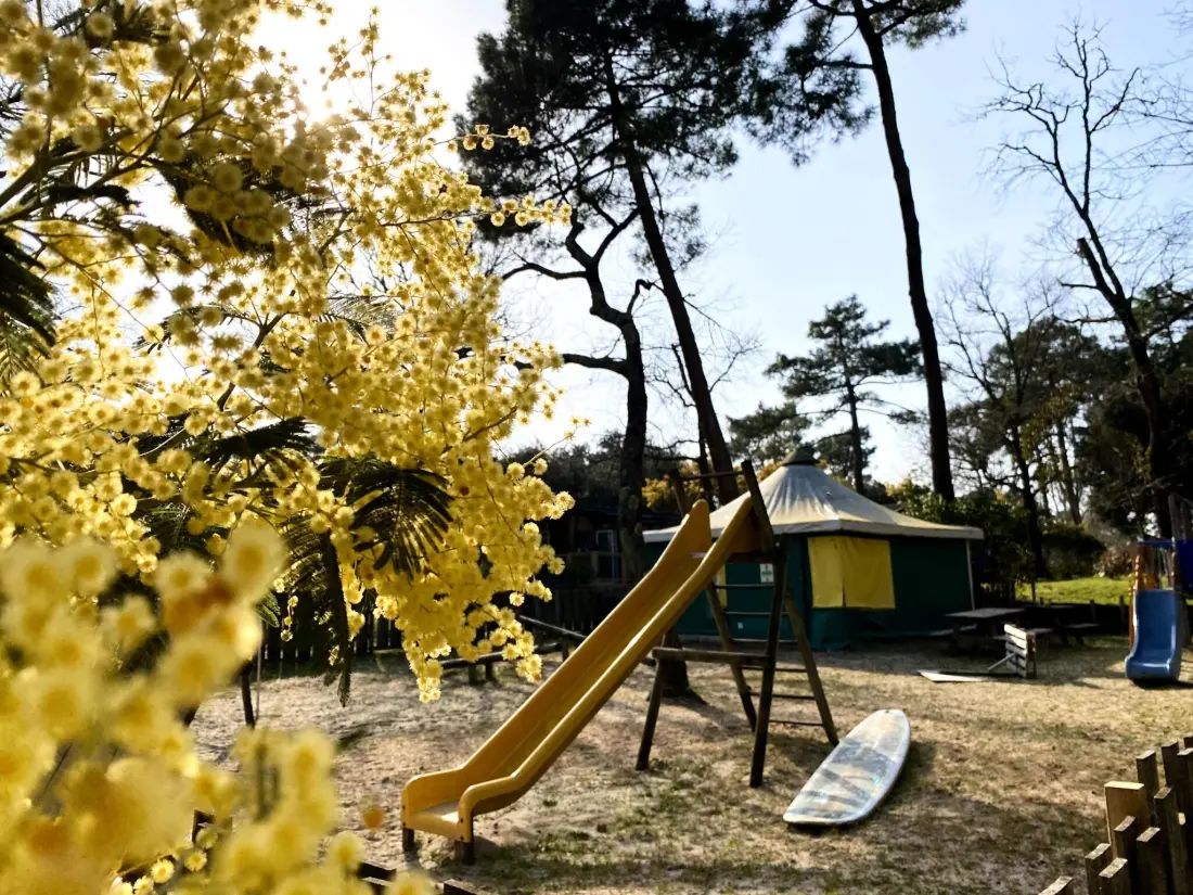 Nicoll's Camp/Pins 4 étoiles★★★★