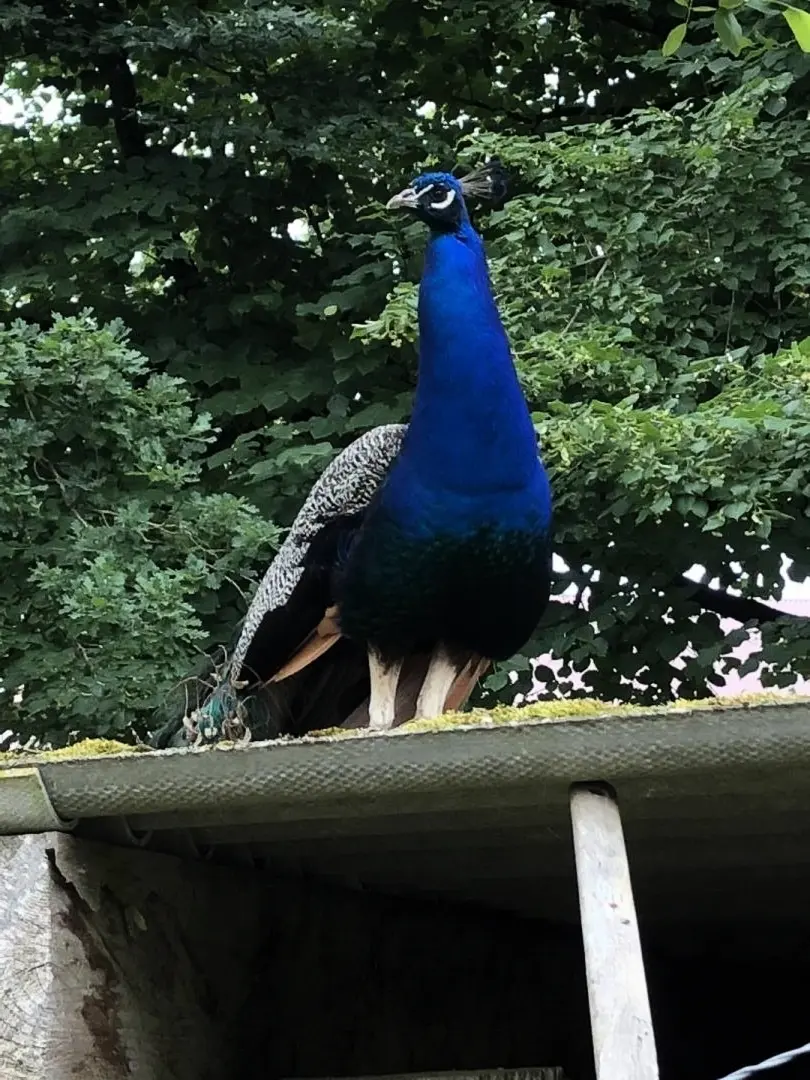 Gîte de France La maison de claire 3 épis