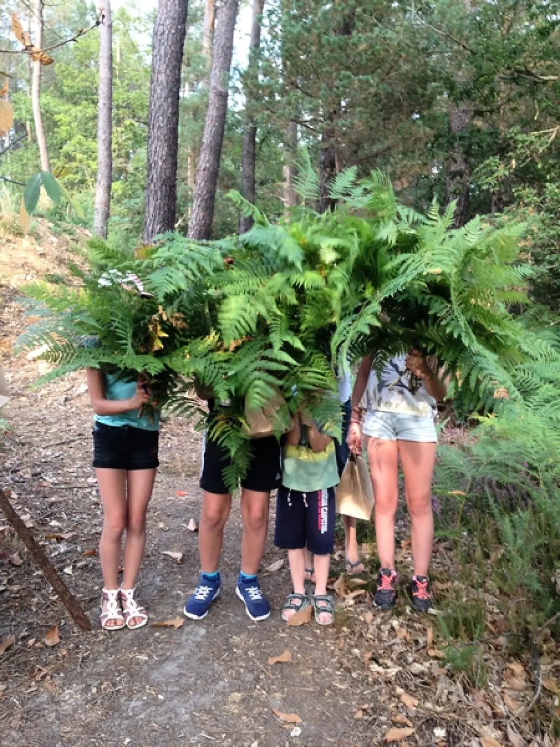 Camping Le Domaine des Grands Pins