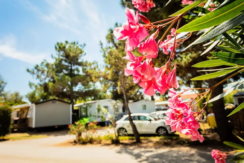 Chadotel Le Trivoly 4 étoiles★★★★