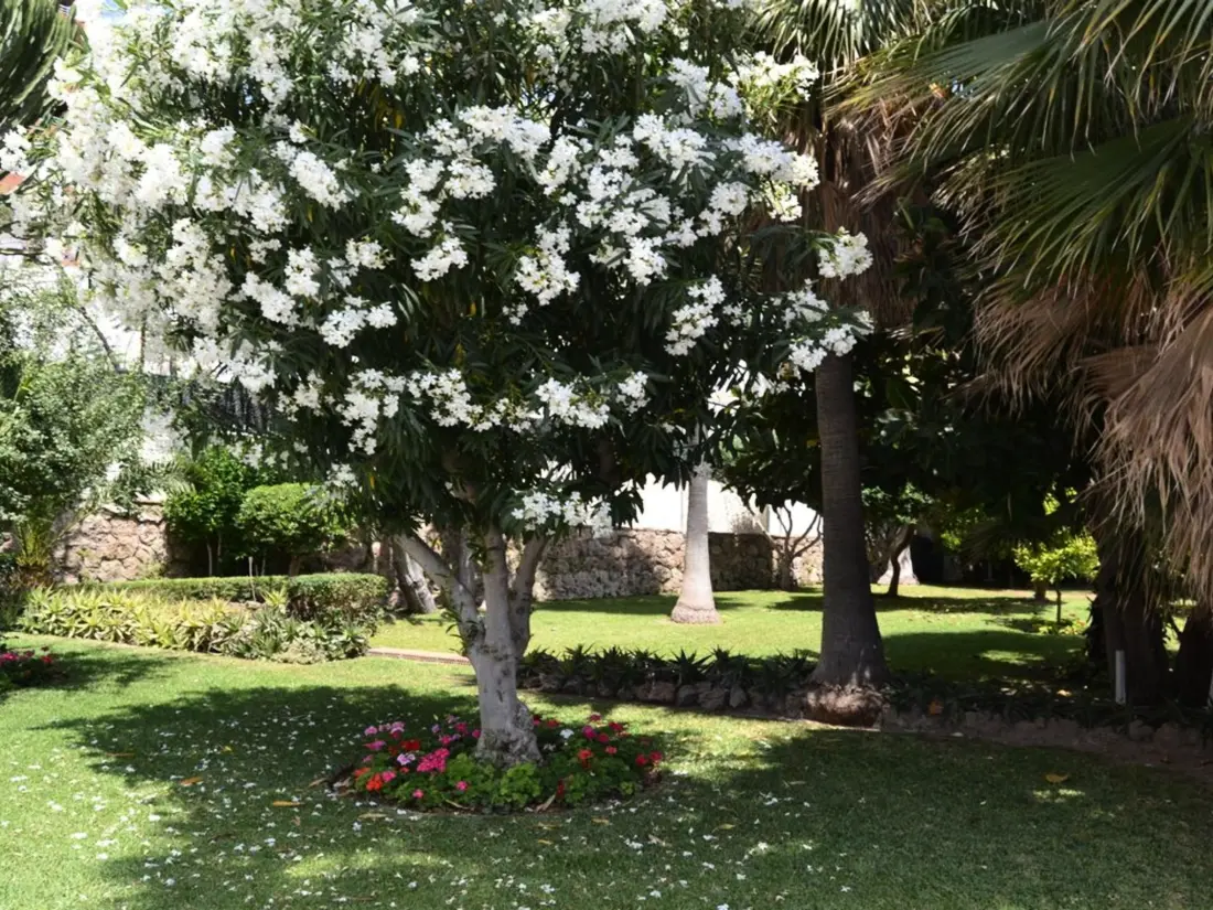 Location de Vacances Torremolinos 264