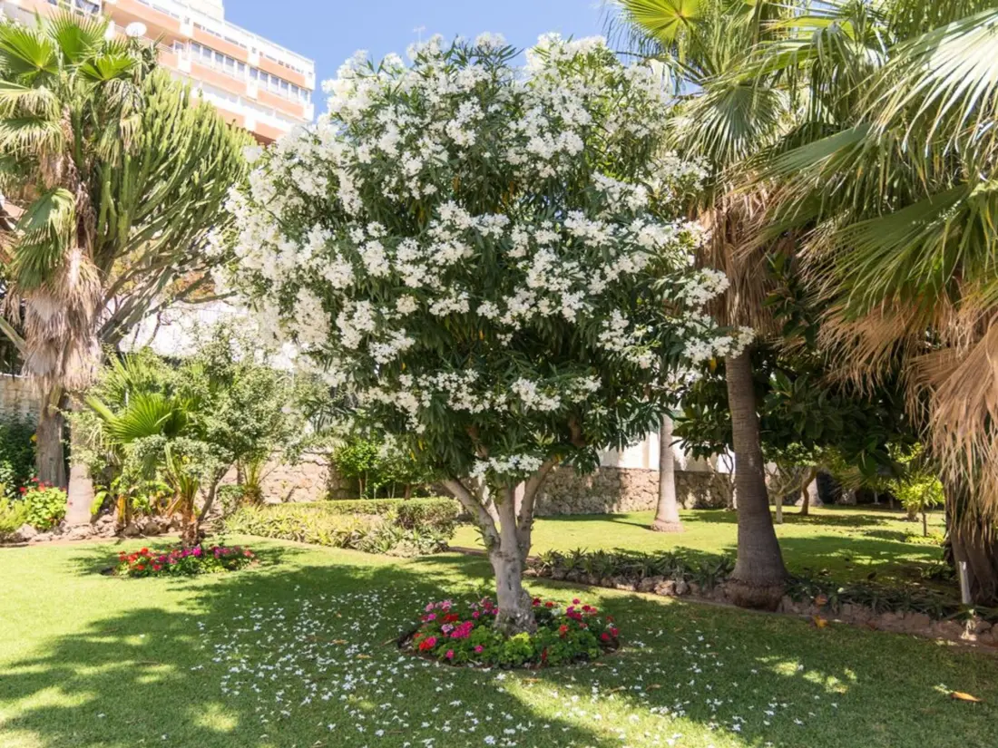 Location de Vacances Torremolinos 264