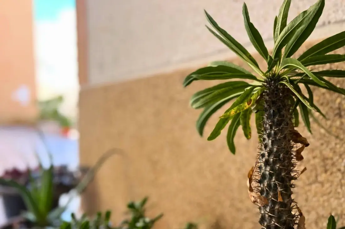 Charmant Appartement Avec Piscine à 500 M De La Playa Del Cura !