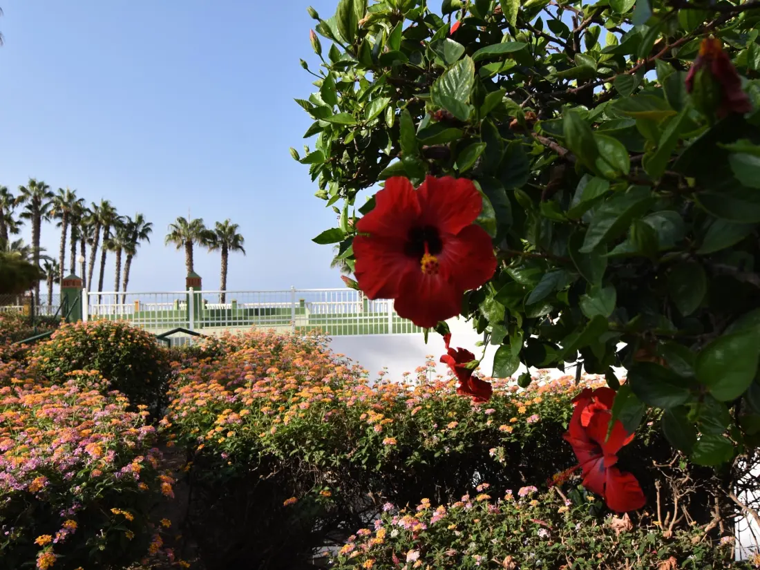 Location de Vacances Torrox 100