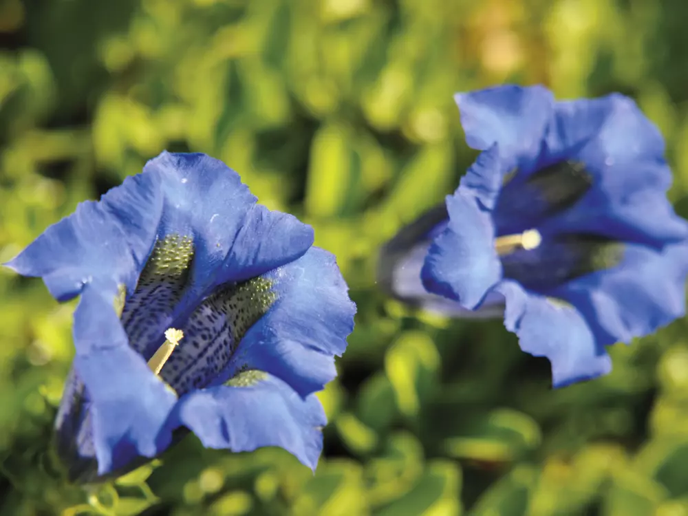 Résidence Odalys Référence Le Grand Panorama 1