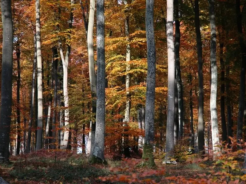 Gîte de France Gîtes de france® - au merle moqueur 3 épis