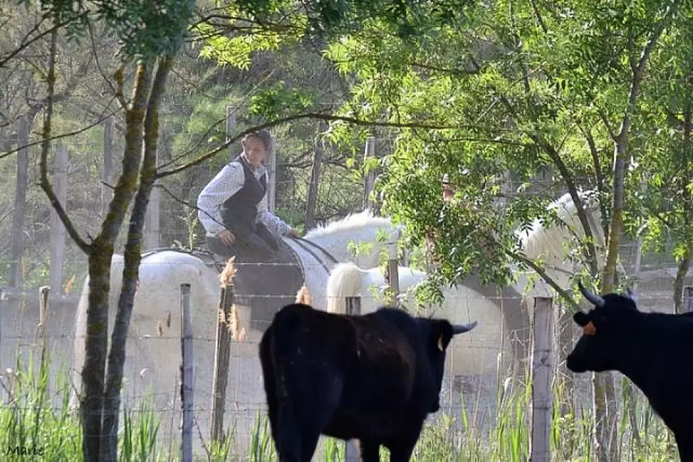 Flower Camping Le Mas de Mourgues 3 étoiles★★★