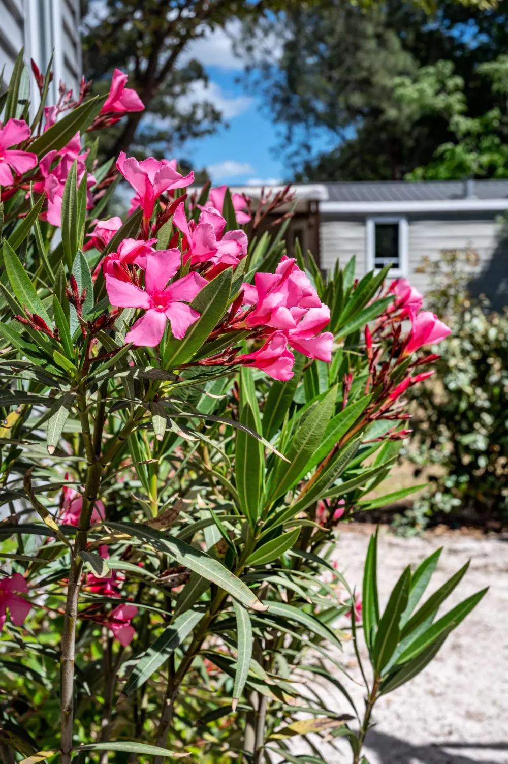 Flower Camping Le Mas de Mourgues 3 étoiles★★★