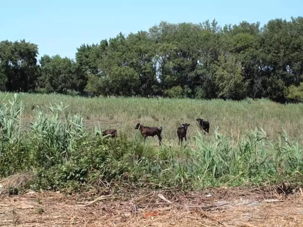 Flower Camping Le Mas de Mourgues 3 étoiles★★★